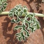 Citrullus colocynthis Hoja
