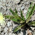 Hieracium berardianum Libunga