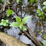 Rorippa amphibia Leaf