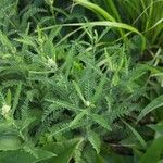 Achillea nobilis Leaf