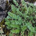 Erodium glandulosum Leaf