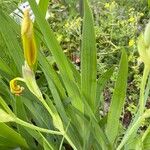 Iris variegata Blad