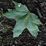 Acer saccharum ഇല