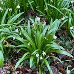 Leucojum vernum ഇല