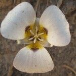 Calochortus leichtlinii Virág