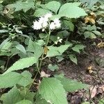 Ageratina altissima Çiçek