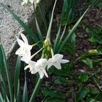 Narcissus papyraceus 花