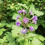 Lactuca alpina Flor