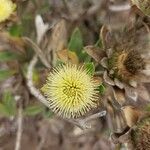 Carlina salicifolia Цветок