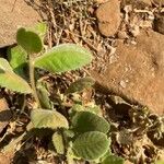 Laggera crispata Leaf