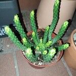 Euphorbia inermisЛисток