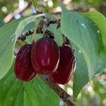 Cornus mas Fruit