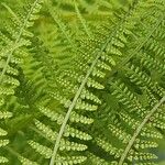 Athyrium distentifolium ഫലം