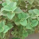 Plectranthus amboinicus 葉