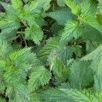 Urtica pilulifera Blatt