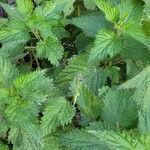 Urtica pilulifera Leaf