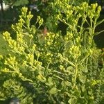 Solidago rigidaЦвят