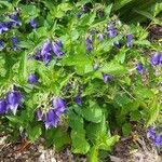 Campanula latifolia Flower