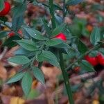 Ruscus aculeatus Frunză