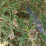 Cistus parviflorus Feuille