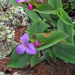 Tradescantia brevifolia عادت