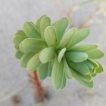 Euphorbia paralias Blad