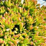 Crassula ovataपत्ता