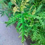 Urtica cannabina List