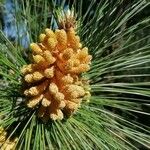 Pinus canariensis Kukka