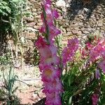 Gladiolus × hybridus Flower