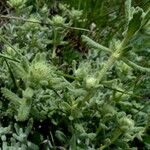 Teucrium rouyanum عادت داشتن