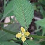 Ludwigia erecta Blüte
