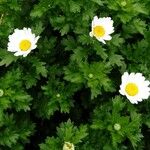 Mauranthemum paludosum Çiçek