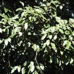 Cinnamomum camphora ഇല