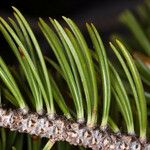 Pinus balfouriana Liść