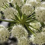 Angelica lineariloba Flor
