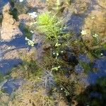 Utricularia australis 整株植物