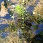 Utricularia australis Habit