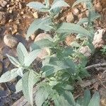 Mentha longifolia Лист
