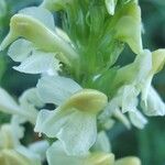 Pedicularis ascendens Flower