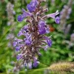 Nepeta grandiflora Flor