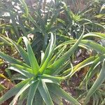 Aloiampelos striatula برگ