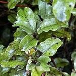 Olearia paniculata Blad