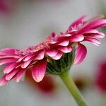 Gerbera jamesonii Sonstige