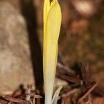 Sternbergia colchiciflora Květ