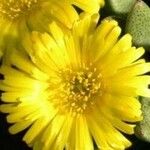 Rabiea difformis Flor