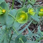 Euphorbia segetalis ফুল