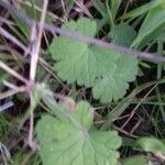 Geranium rotundifoliumDeilen