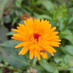 Calendula officinalis Květ