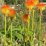 Kniphofia rooperiFiore